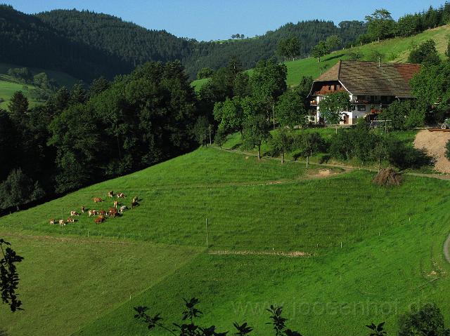 Kuehe auf der Sommerweide.JPG
